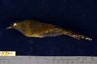 藏品(藪鳥)的圖片